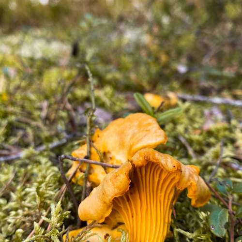 Photo #12006646