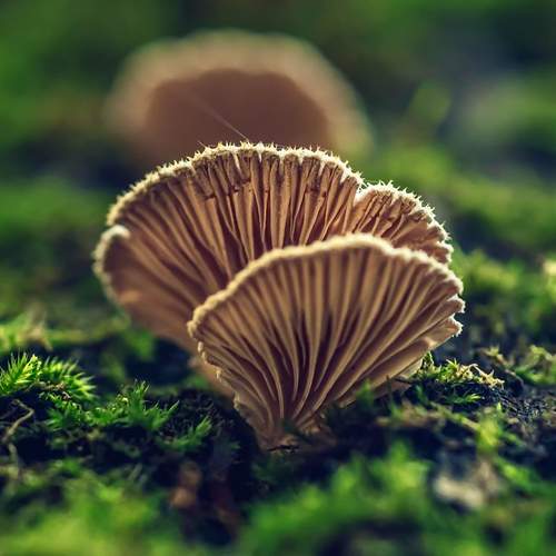 Photo #12007574