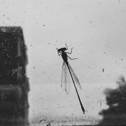 Photo #12007745