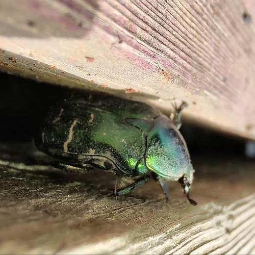 Photo #12007765