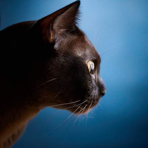 Photo #12010149