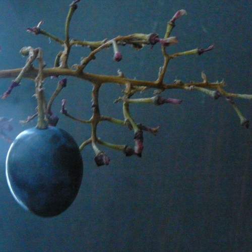 Photo #12010432