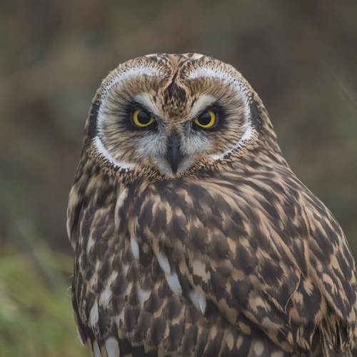 Photo #12010512