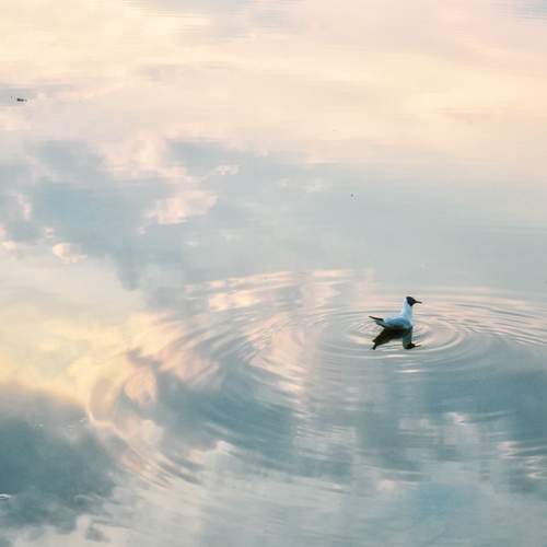 Photo #12010716