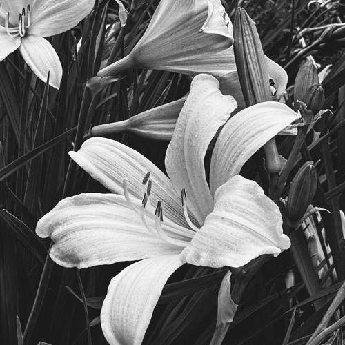 Photo #12011545