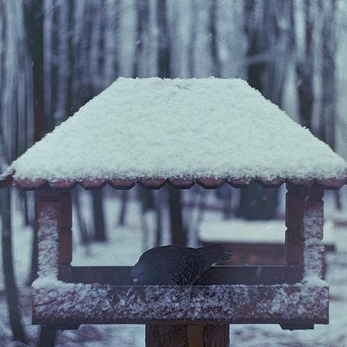 Photo #12011696