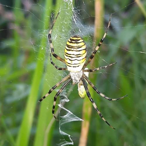 Photo #12011722