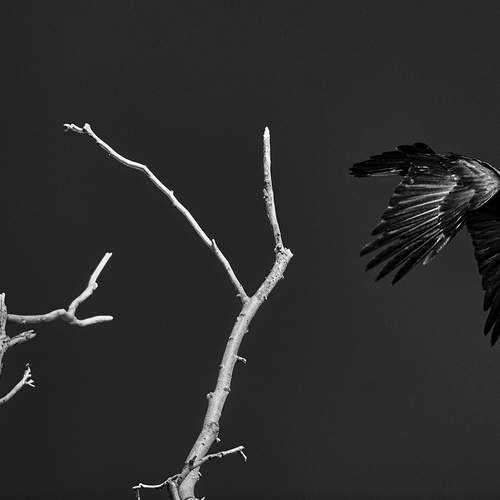 The black raven