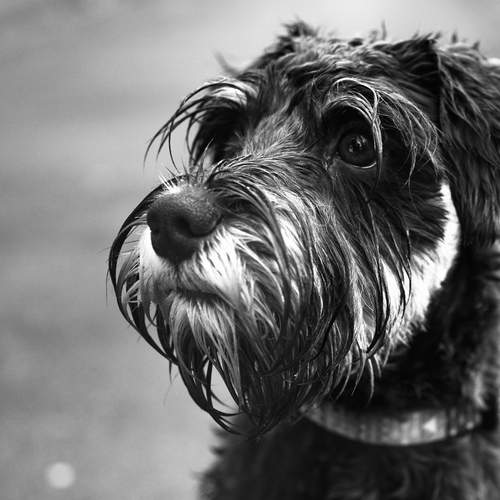 Photo #12012933