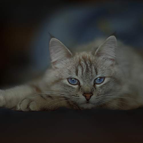 Фотография #12013374