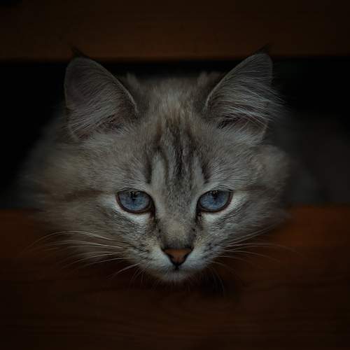 Фотография #12013382