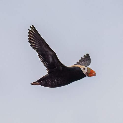 Alaska Wildlife 2024