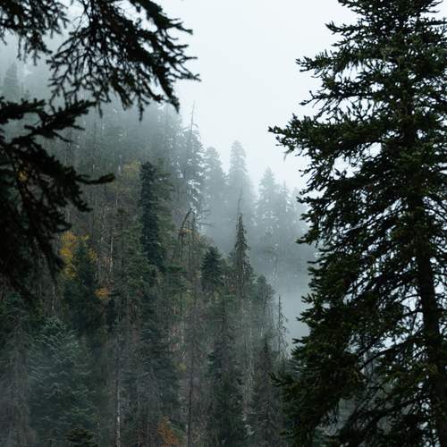 Туман в горном лесу