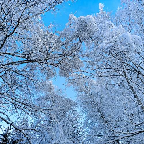 Photo #12021753