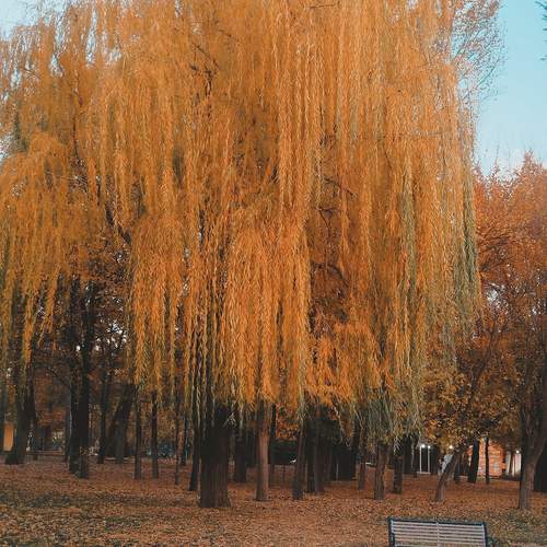Photo #12021767