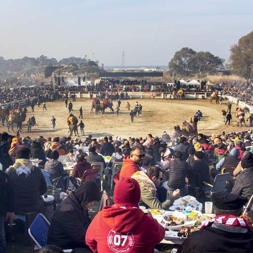 Camel wrestling festival