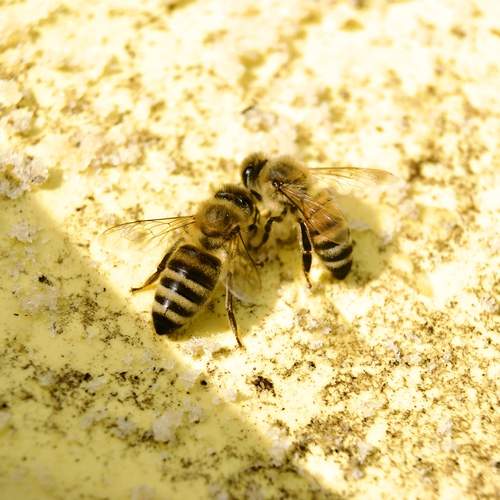 Photo #12022265