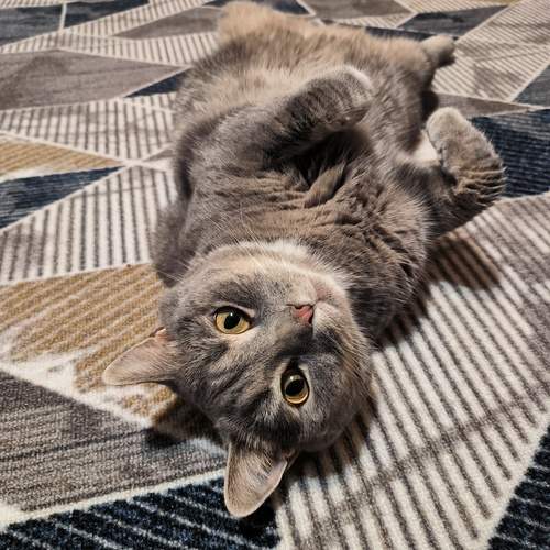 Photo #12022428