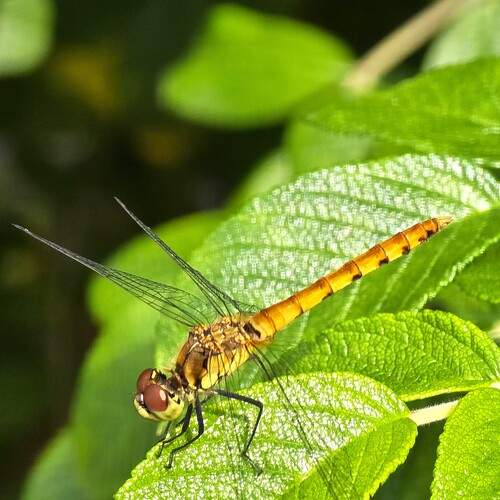 Photo #12022979