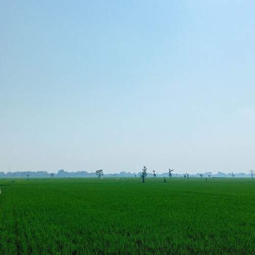 rice field