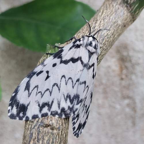 Photo #12023318