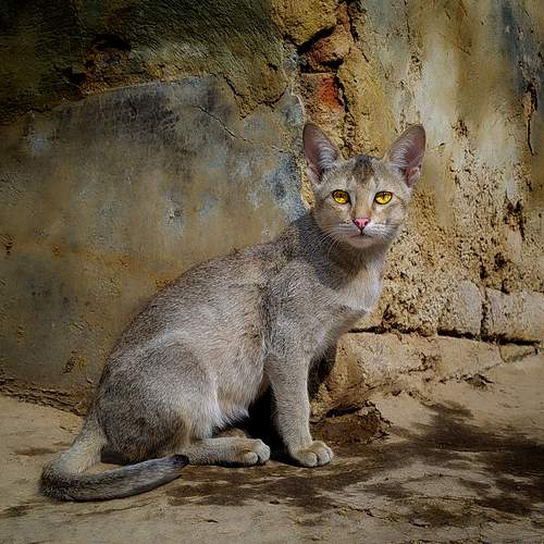 Cat with yellow eyes
