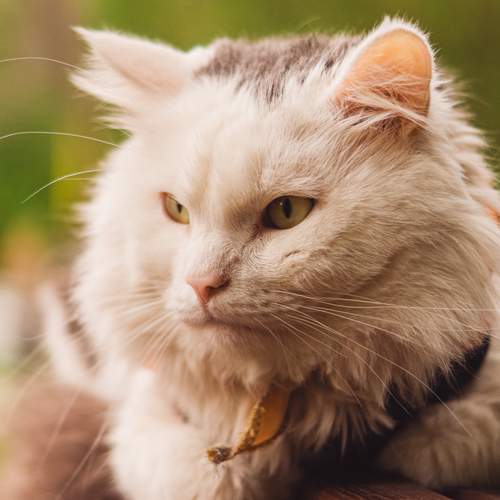 Photo #12023919