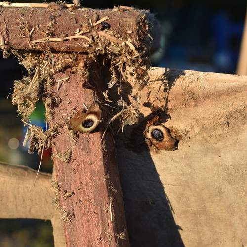 Photo #12024260