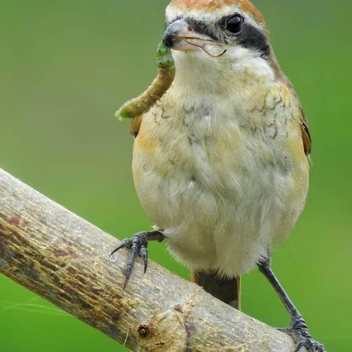 Photo #12024511