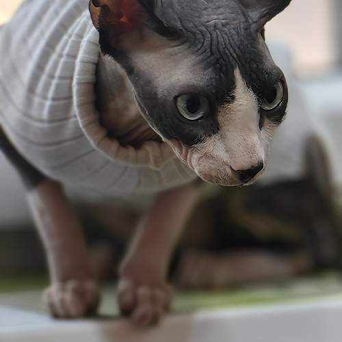 Photo #12024656