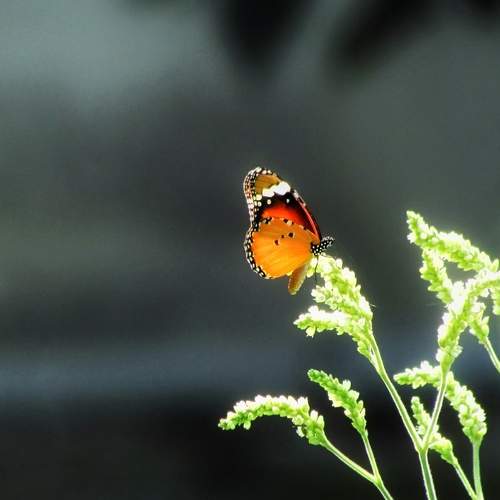 Photo #12025308