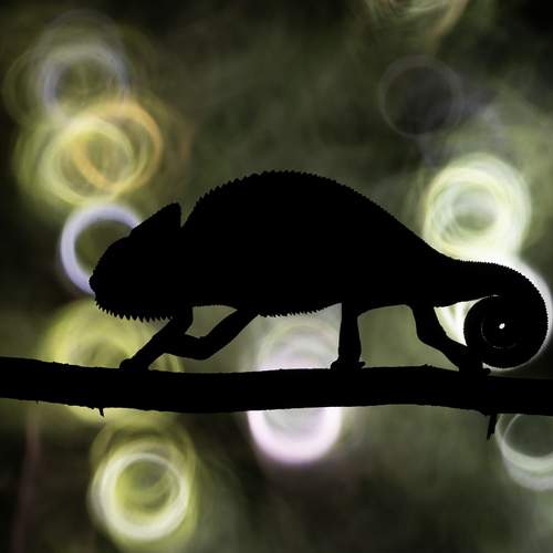 Photo #12025498