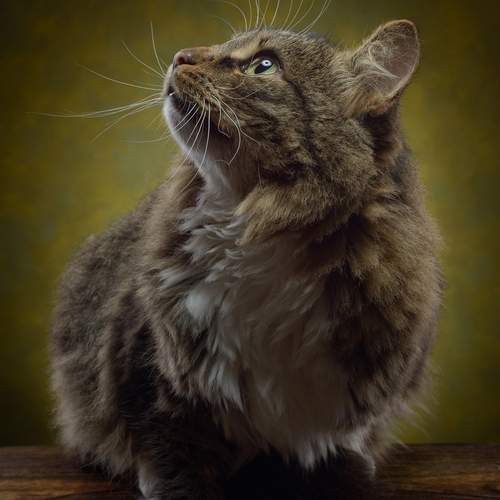 Photo #12025863