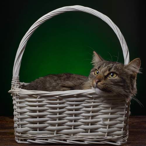 Photo #12025956