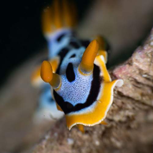 Chromodoris annae