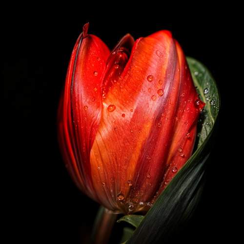 Red tulip
