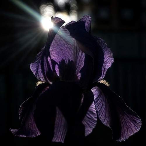 Purple.