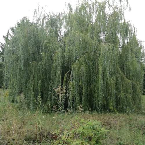 Photo #12027902