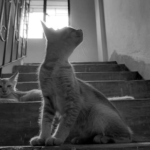 Photo #12029661