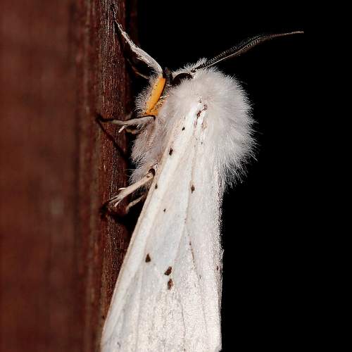 Photo #12029788