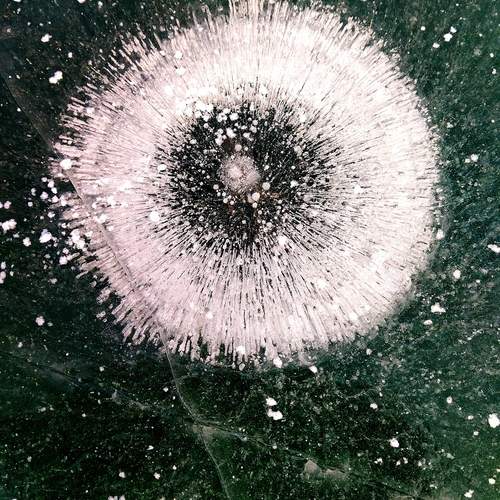 Photo #12030676