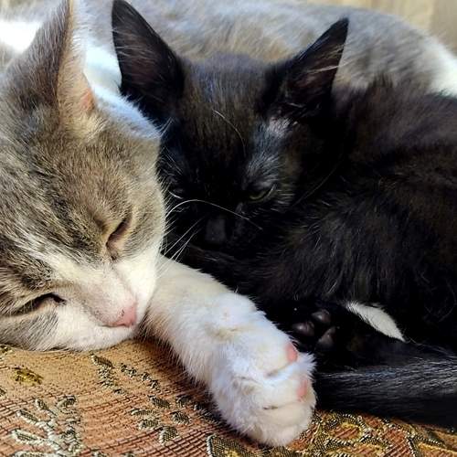 Photo #12031069