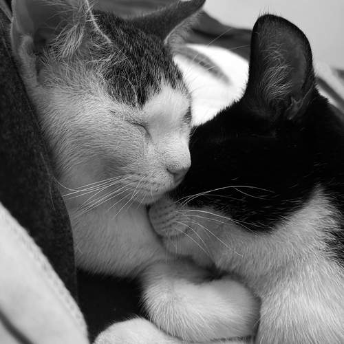 Photo #12032592