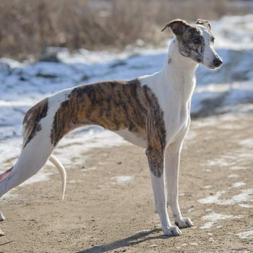 Photo #12033437