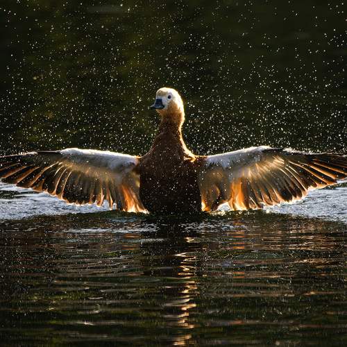 Photo #12033973