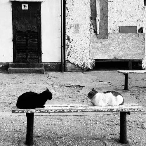 Photo #12034455