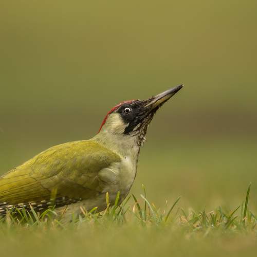 Photo #12034533