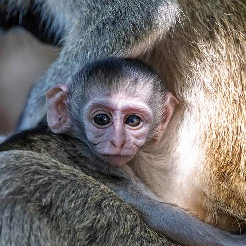 Photo #12034910