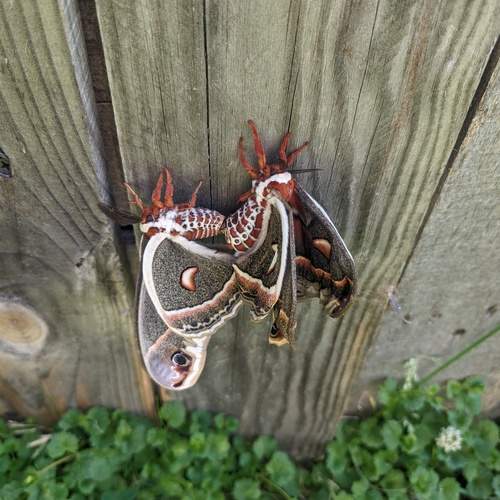 Photo #12036758