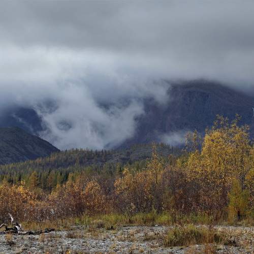 "Золотая" осень на берегах р. Собь, Полярный Урал.